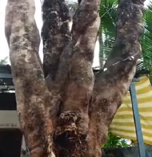 വടുതലയിൽ അപകടാവസ്ഥയിലായ കൂറ്റൻ മരം